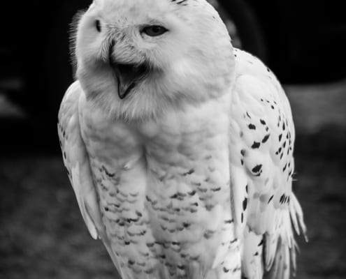 sneeuwuil