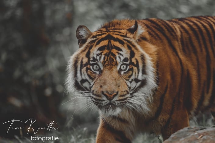 tijger